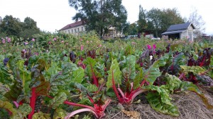 Ängsbacka kursgård med grönsakslandet i förgrunden